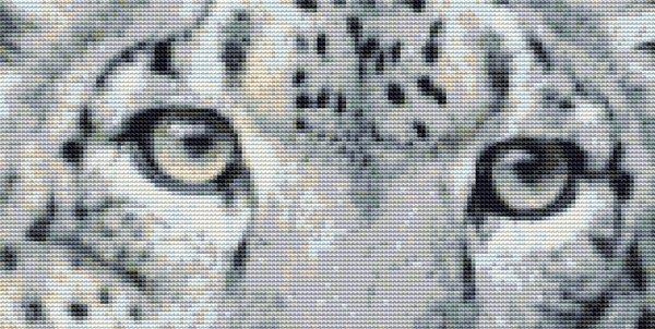 Eyes Of A Snow Leopard - White Willow Stitching