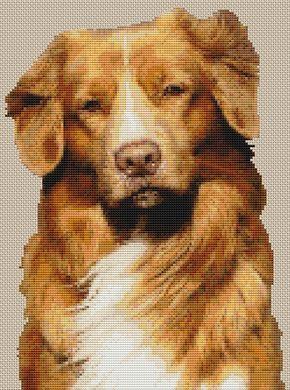 Shylo: Nova Scotia Duck Tolling Retriever - White Willow Stitching