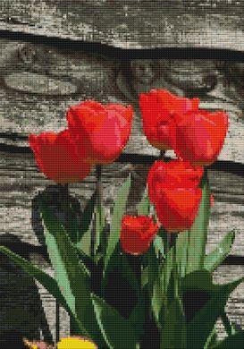 Red Tulips - White Willow Stitching