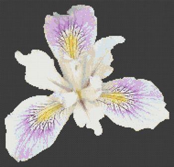 Beautiful Iris - White Willow Stitching