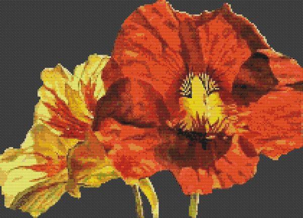Nasturtiums - White Willow Stitching