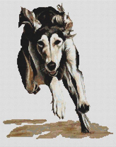 Saluki Flying - White Willow Stitching