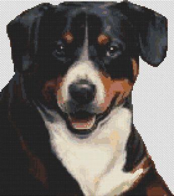 Greater Swiss Mountain Dog - White Willow Stitching