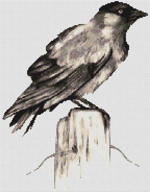 Jackdaw - White Willow Stitching