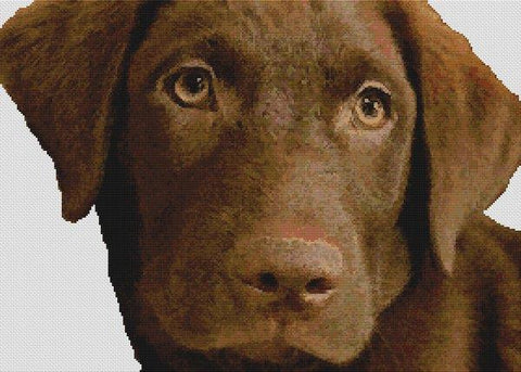 Chocolate Lab - White Willow Stitching