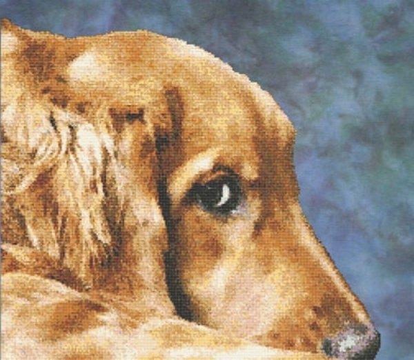 Golden Eyes: Golden Retriever - White Willow Stitching