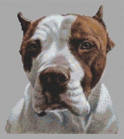 American Pit Bull Terrier - White Willow Stitching