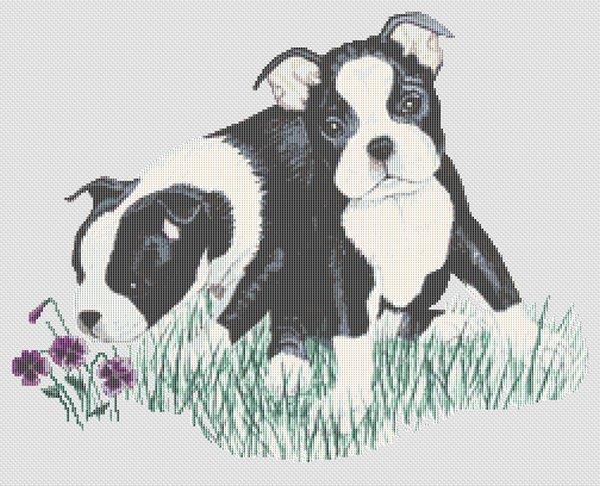 Boston Terrier Puppies - White Willow Stitching