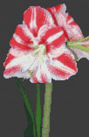 Amaryllis - White Willow Stitching