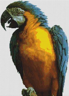 Blue Macaw - White Willow Stitching