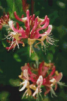 Honeysuckle - White Willow Stitching