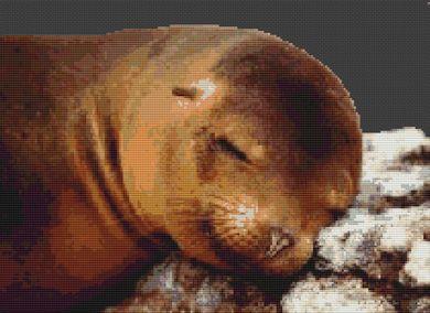 Sleeping Sea Lion - White Willow Stitching