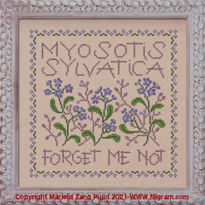 Myosotis Sylvatica - Filigram