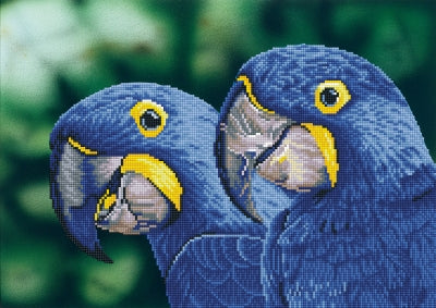 Blue Hyacinth Macaws - Diamond Dotz