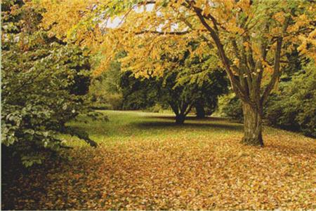 Autumn Leaves - X Squared Cross Stitch
