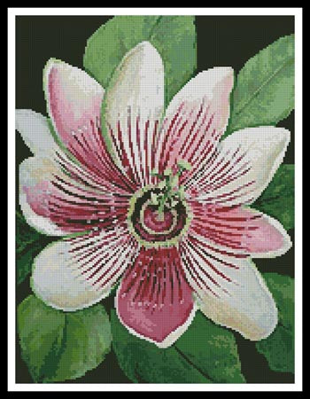 Passion Flower - Artecy Cross Stitch