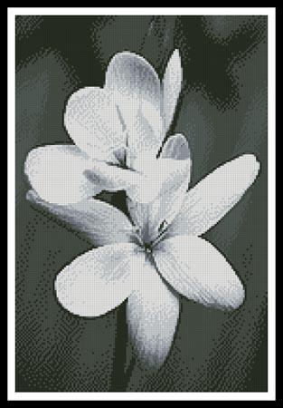 Black And White Frangipani - Artecy Cross Stitch