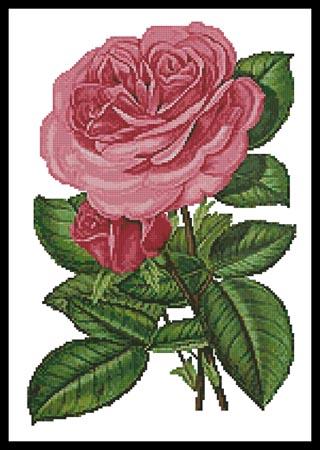 Pink Roses Print - Artecy Cross Stitch