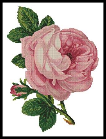 Pink Rose And Bud - Artecy Cross Stitch