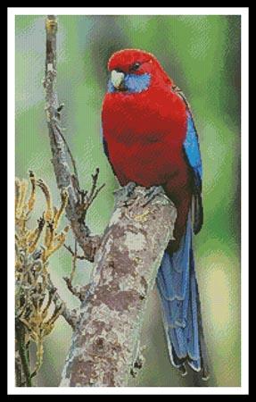Crimson Rosella Photo - Artecy Cross Stitch