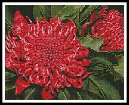Waratah - Artecy Cross Stitch
