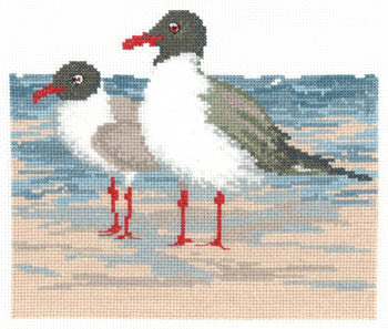 Laughing Gulls - Imaginating