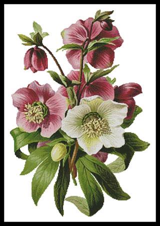 Hellebore - Artecy Cross Stitch