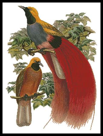 Grey Chested Bird Of Paradise - Artecy Cross Stitch
