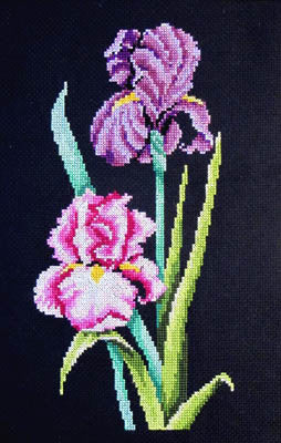 Iris On Black - Bobbie G. Designs