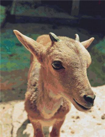 Goat Close-Up - X Squared Cross Stitch