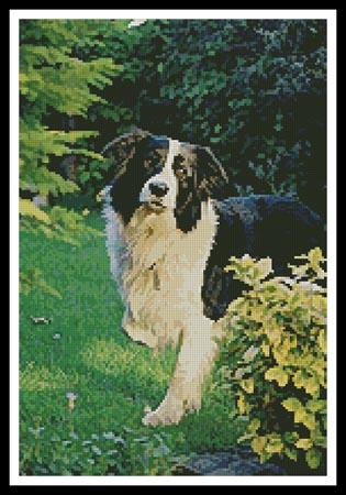 Border Collie - Artecy Cross Stitch