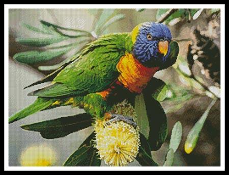 Rainbow Lorikeet - Artecy Cross Stitch