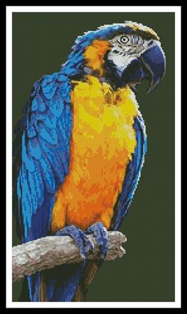 Macaw - Artecy Cross Stitch