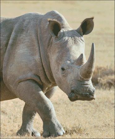 Rhino On The Plains - Charting Creations
