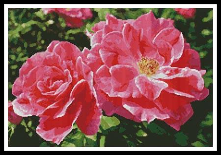 Rose Photo - Artecy Cross Stitch