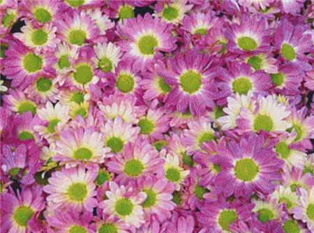 Pink Daisies - X Squared Cross Stitch