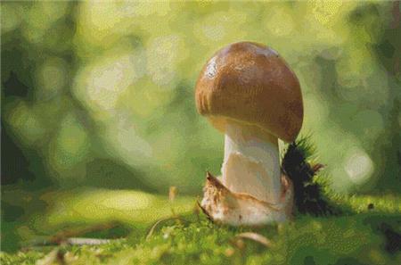 Forest Mushroom - X Squared Cross Stitch