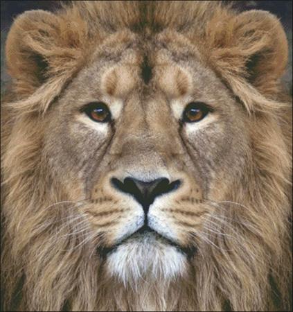 Lion Stare - Charting Creations