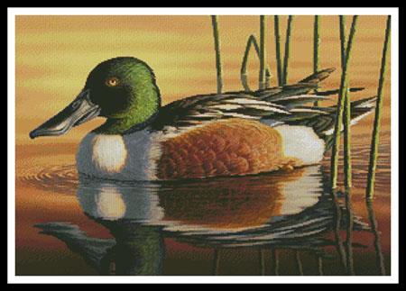 Northern Shoveler - Artecy Cross Stitch