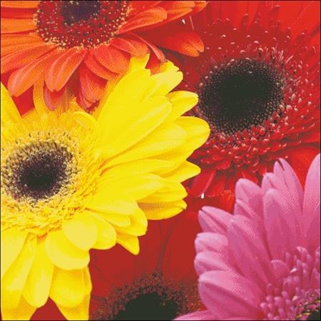Gerber Daisies - Charting Creations