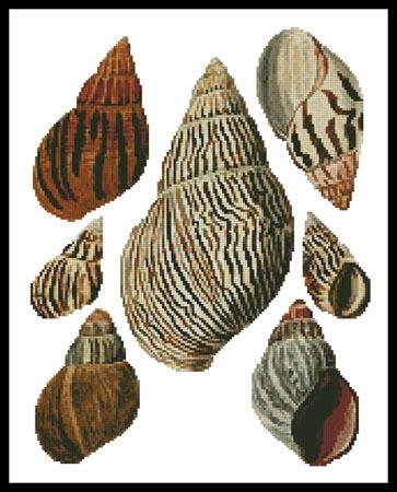 Bulla Shells - Artecy Cross Stitch