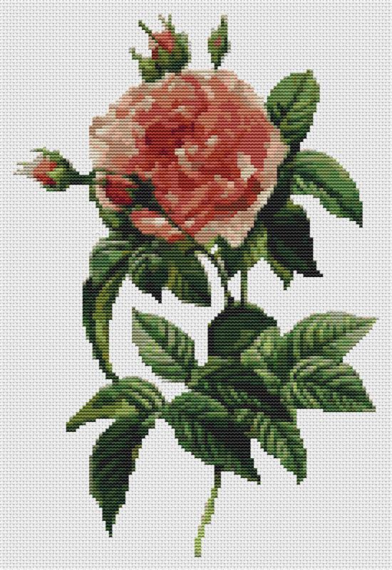 Rosa Gallica Regalis - Art of Stitch, The