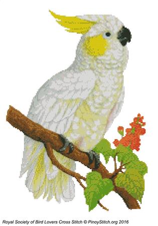 RSBL Cockatoo Lemon Crested - PinoyStitch