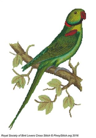 RSBL Parakeet Alexandrine - PinoyStitch