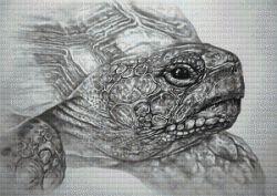 Tortoise by Darrel Bevan - Paine Free Crafts