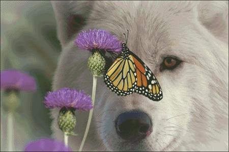 Monarch And Wolf - Charting Creations