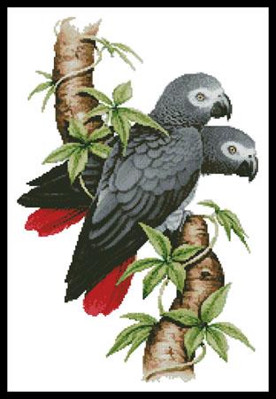 African Grey Parrots - Artecy Cross Stitch
