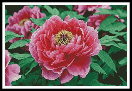 Peony - Artecy Cross Stitch