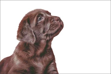 Chocolate Lab Puppy - Charting Creations