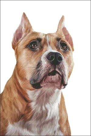 American Staffordshire Terrier - Charting Creations